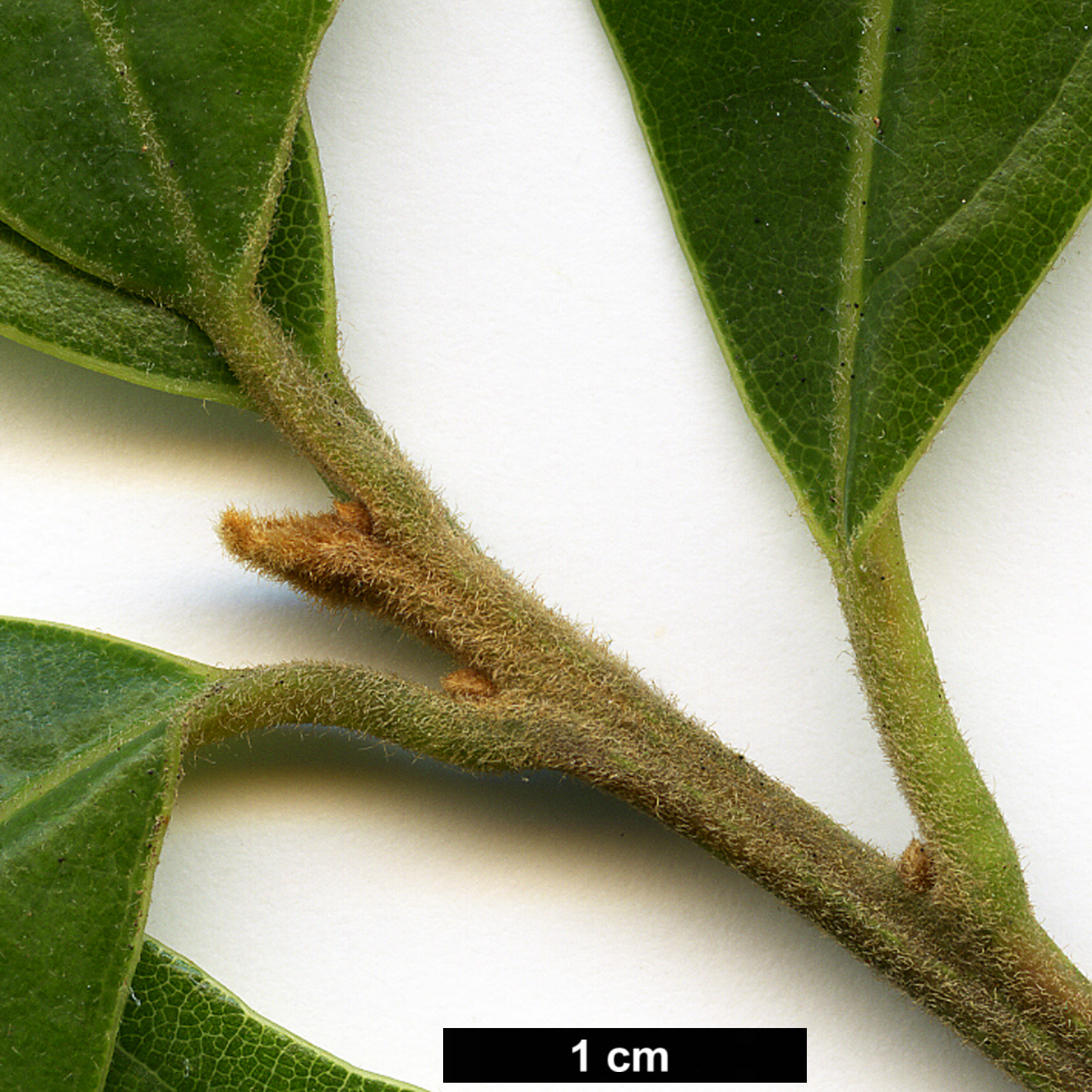 High resolution image: Family: Lauraceae - Genus: Beilschmiedia - Taxon: miersii